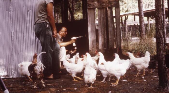 Arbovirologist and entomologist, Dr. William Daniel “Dan” Sudia, as he was using a mechanical hand-held aspirator, allowing him to collect mosquitoes that had landed within a chicken coop.