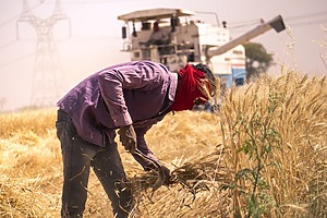 A farmer chops a bundle of hay.