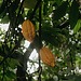 A picture of cacao pods growing in a forest.
