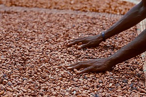 A farmer drying the cocoa beans in Ghana