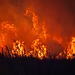 Huge flames burn down a forest against a dark sky.