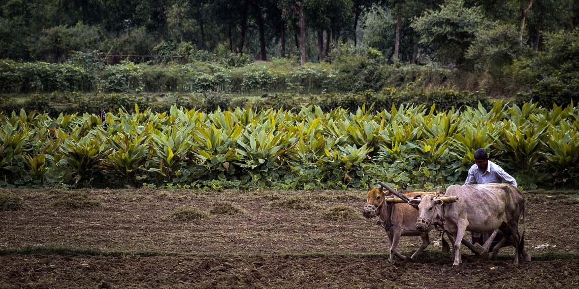 Farmer with two cows in Sylhet, Bangladesh