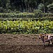 Farmer with two cows in Sylhet, Bangladesh