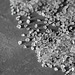 Close-up of rock salt granules. Photo Credit: Castorly Stock