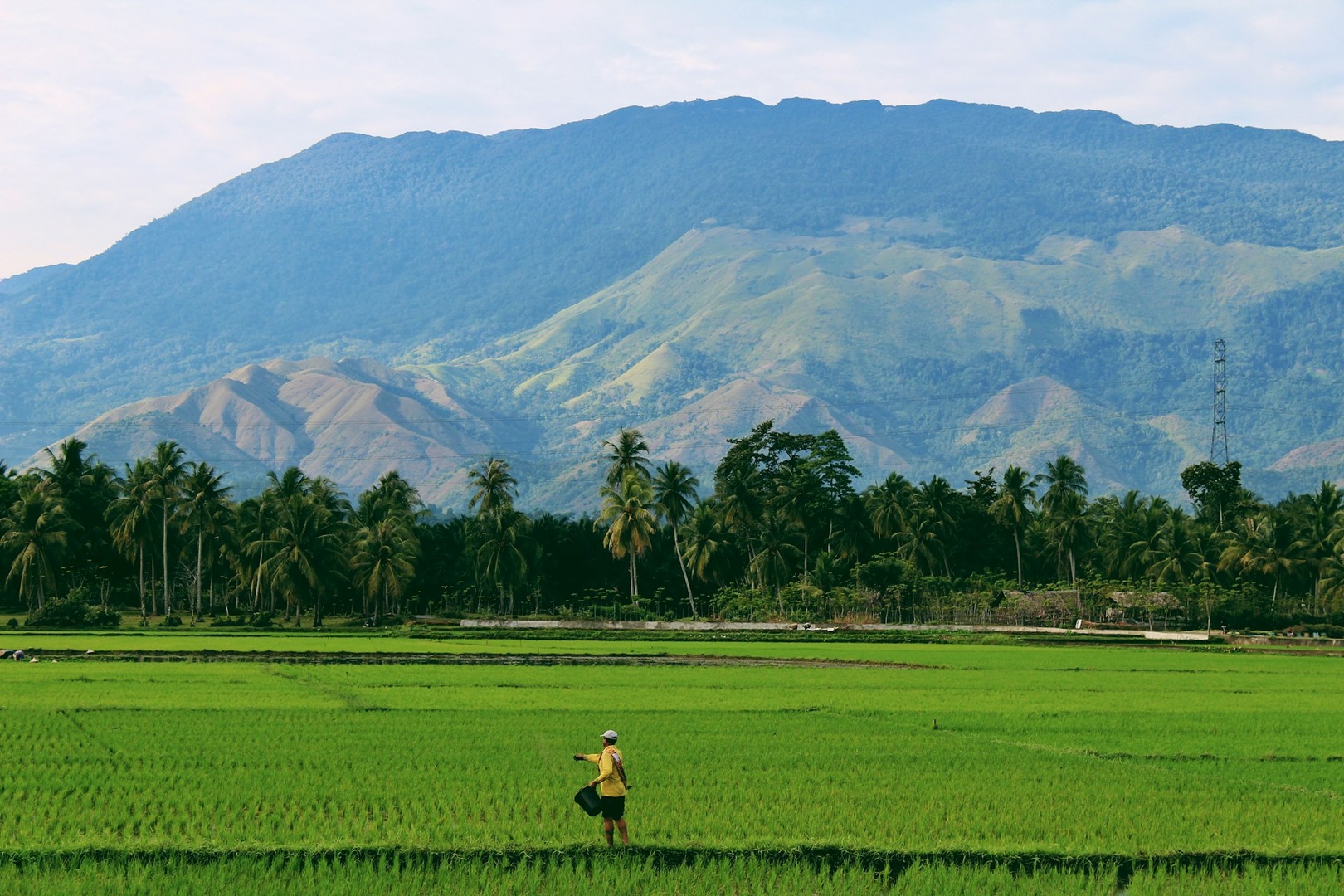 Forests in Aceh, Indonesia