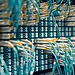 Blue, yellow, and white cables plugged into a patch panel in a server room.