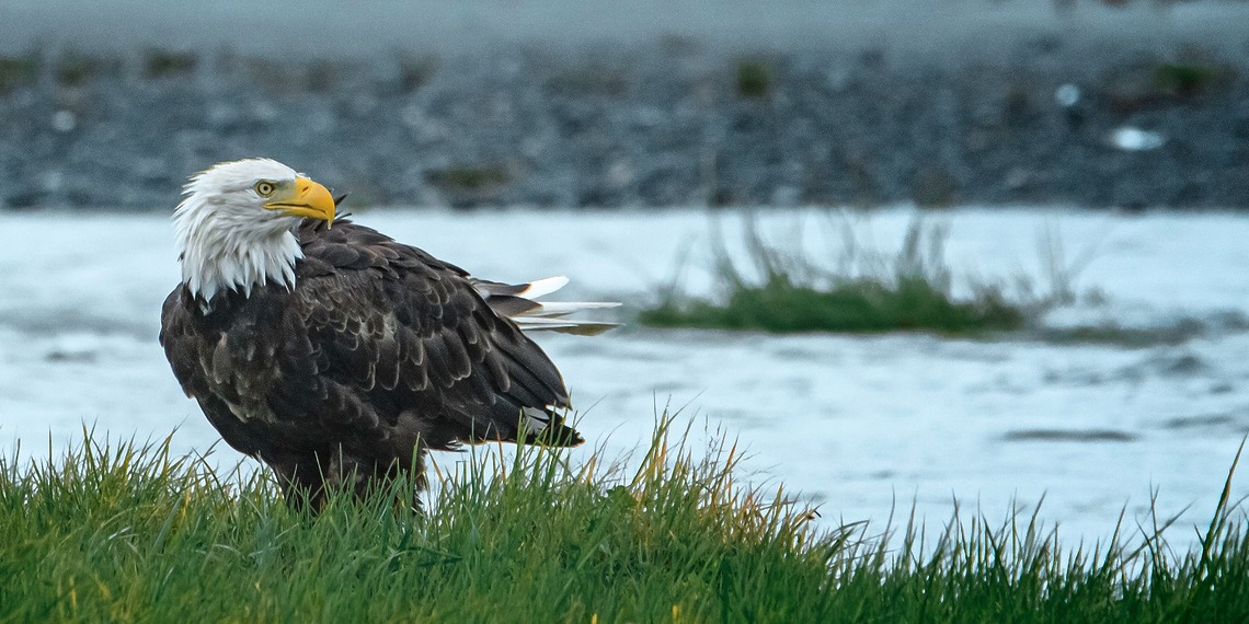 A close-up image of a bald eagle, an endangered species, perched by a river.