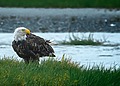A close-up image of a bald eagle, an endangered species, perched by a river.