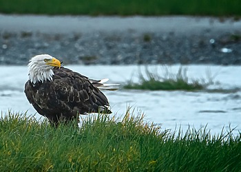 A close-up image of a bald eagle, an endangered species, perched by a river.