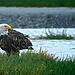 A close-up image of a bald eagle, an endangered species, perched by a river.