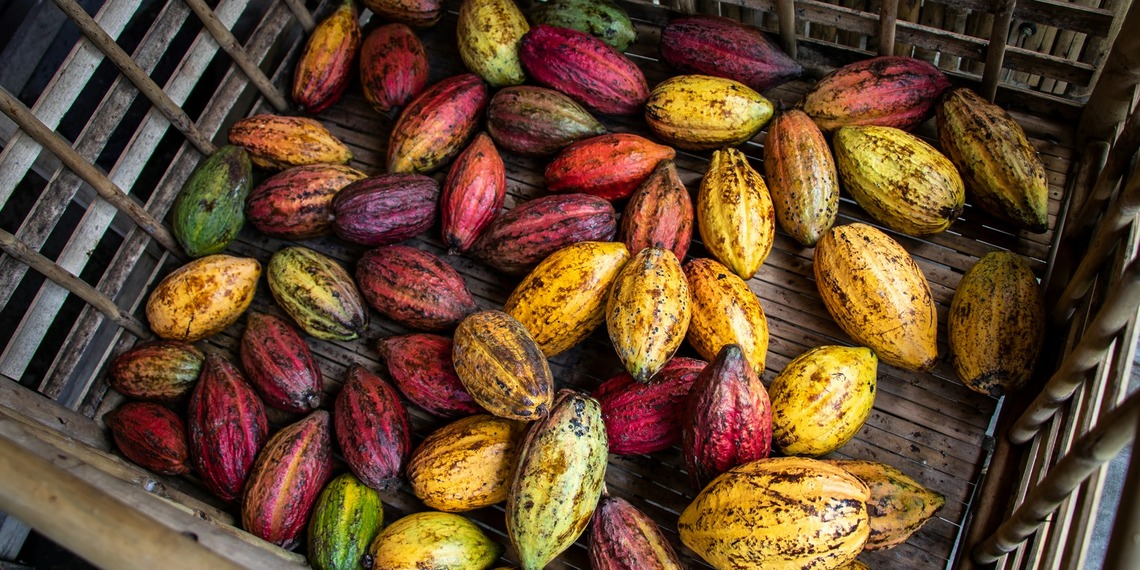 A picture of colourful cocoa pods right after harvesting.