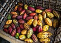A picture of colourful cocoa pods right after harvesting.