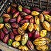 A picture of colourful cocoa pods right after harvesting.