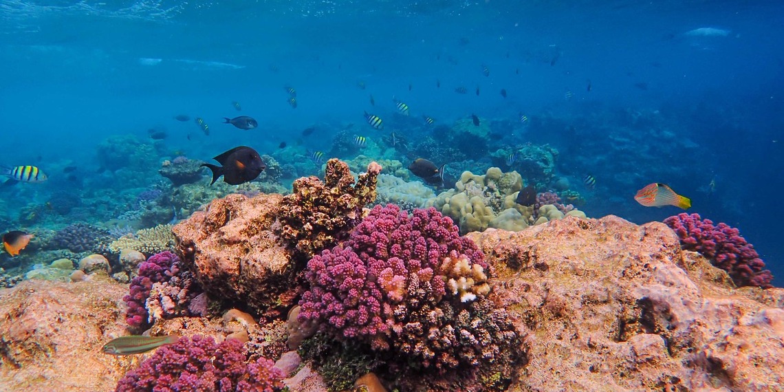 Healthy coral reef with pink coral formations and tropical fish swimming among the corals.