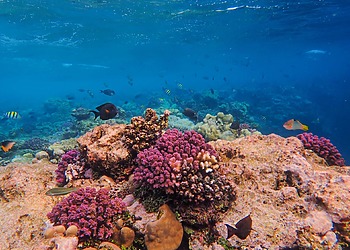 Healthy coral reef with pink coral formations and tropical fish swimming among the corals.