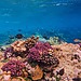 Healthy coral reef with pink coral formations and tropical fish swimming among the corals.