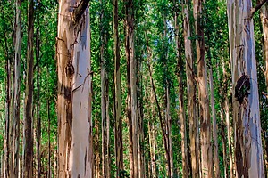 An image of Eucalyptus plantations in Brazil