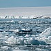 A picture of ice sheets melting due to climate change.