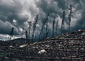 A dark, cloudy sky looms over a desolate forest with fallen trees and barren landscape.