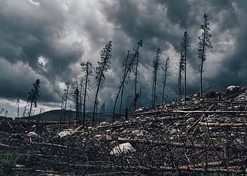 A dark, cloudy sky looms over a desolate forest with fallen trees and barren landscape.