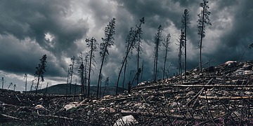 A dark, cloudy sky looms over a desolate forest with fallen trees and barren landscape.