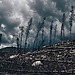 A dark, cloudy sky looms over a desolate forest with fallen trees and barren landscape.