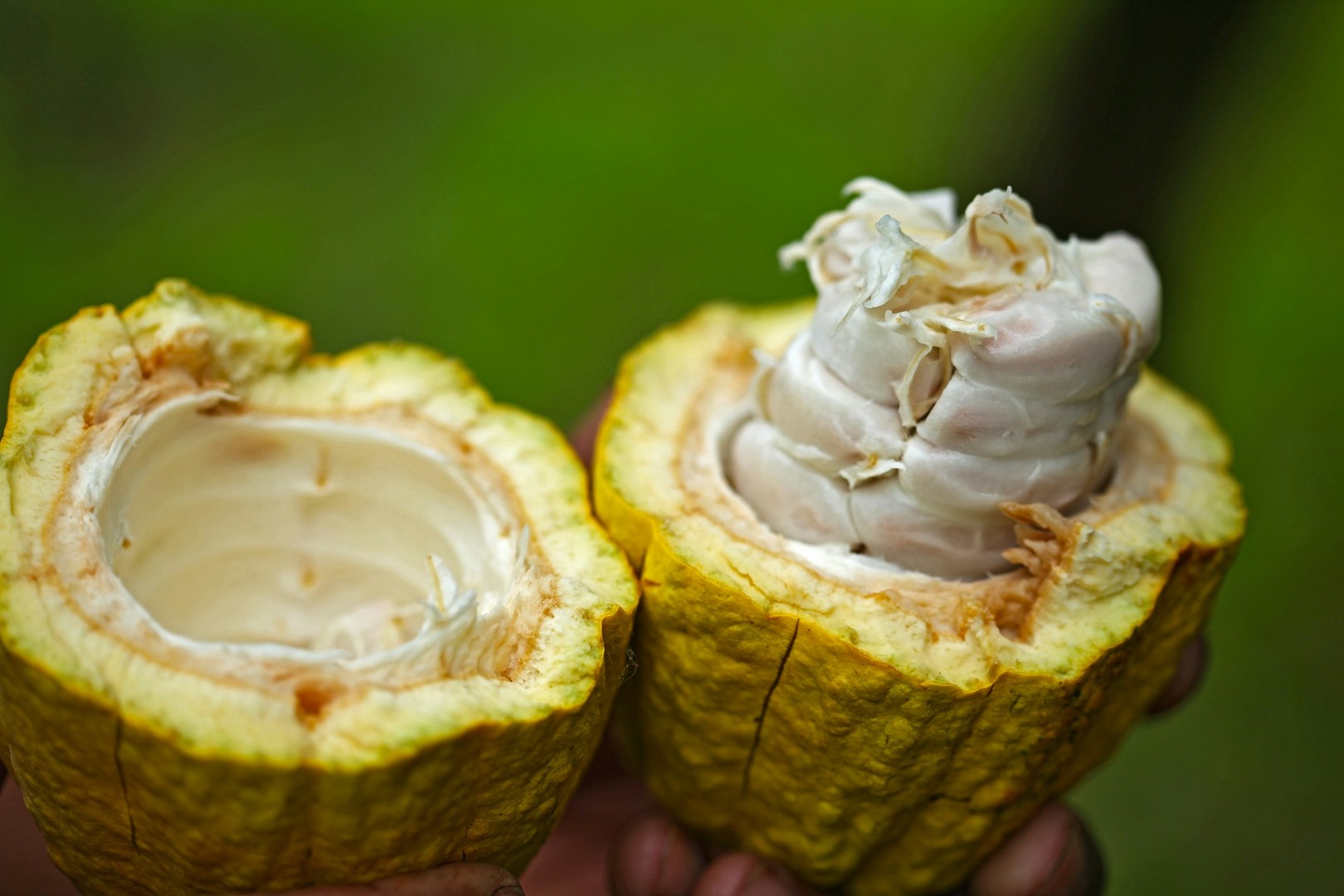 The cocoa fruit with the seeds inside.