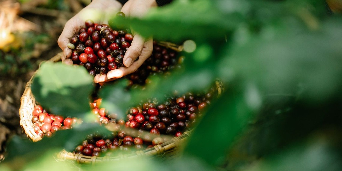 Hands harvesting ripe red coffee cherries into a basket