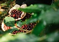 Hands harvesting ripe red coffee cherries into a basket