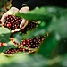 Hands harvesting ripe red coffee cherries into a basket