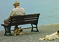 Elderly man and his dogs sitting by a lake.