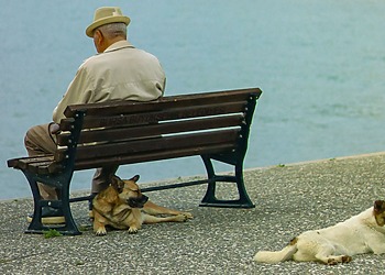 Elderly man and his dogs sitting by a lake.