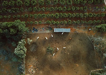 aerial view of a farm