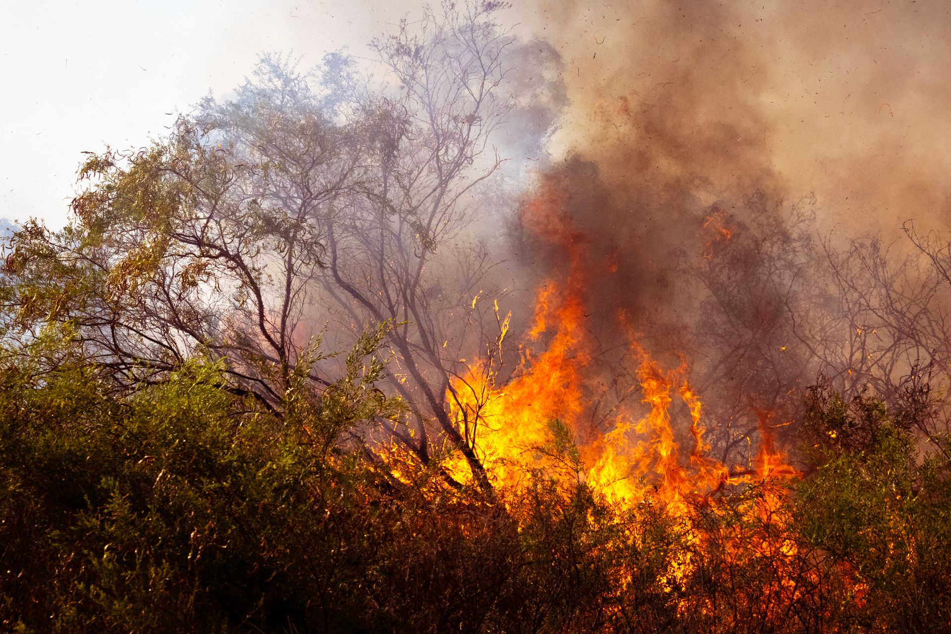 Forest in flames, Australia.