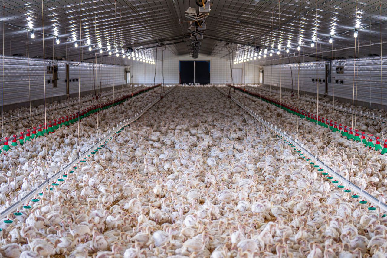 Factory farm