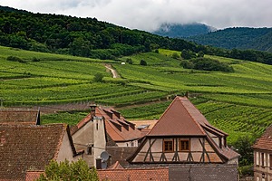Vineyards in France