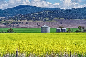 Field of crops