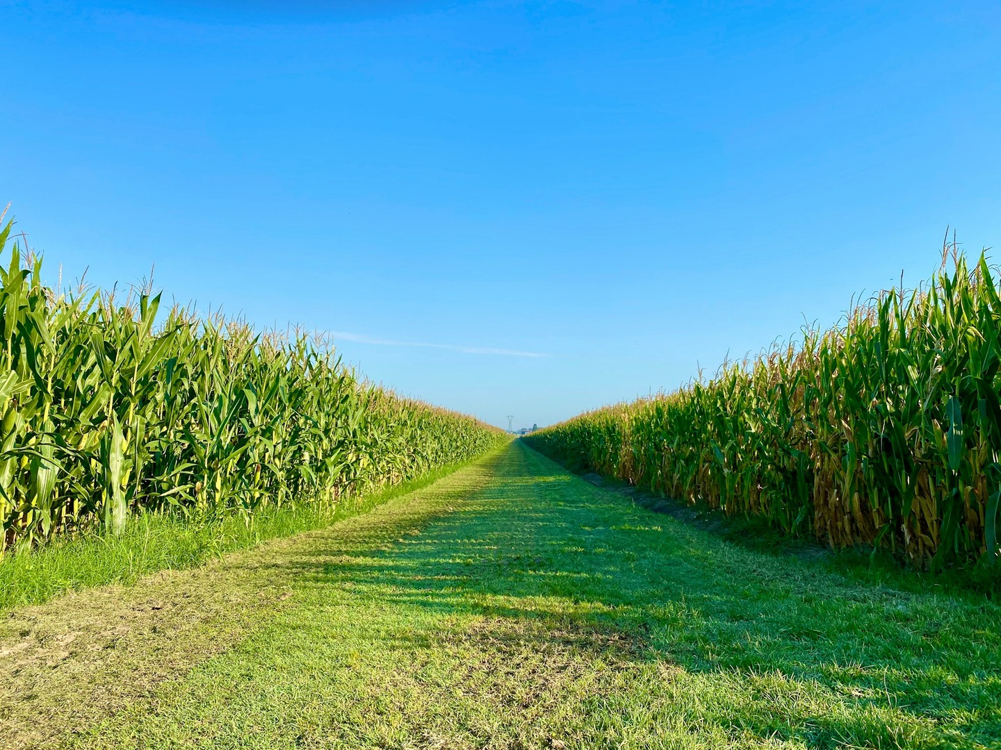 A ground shot of rows of corn fields.