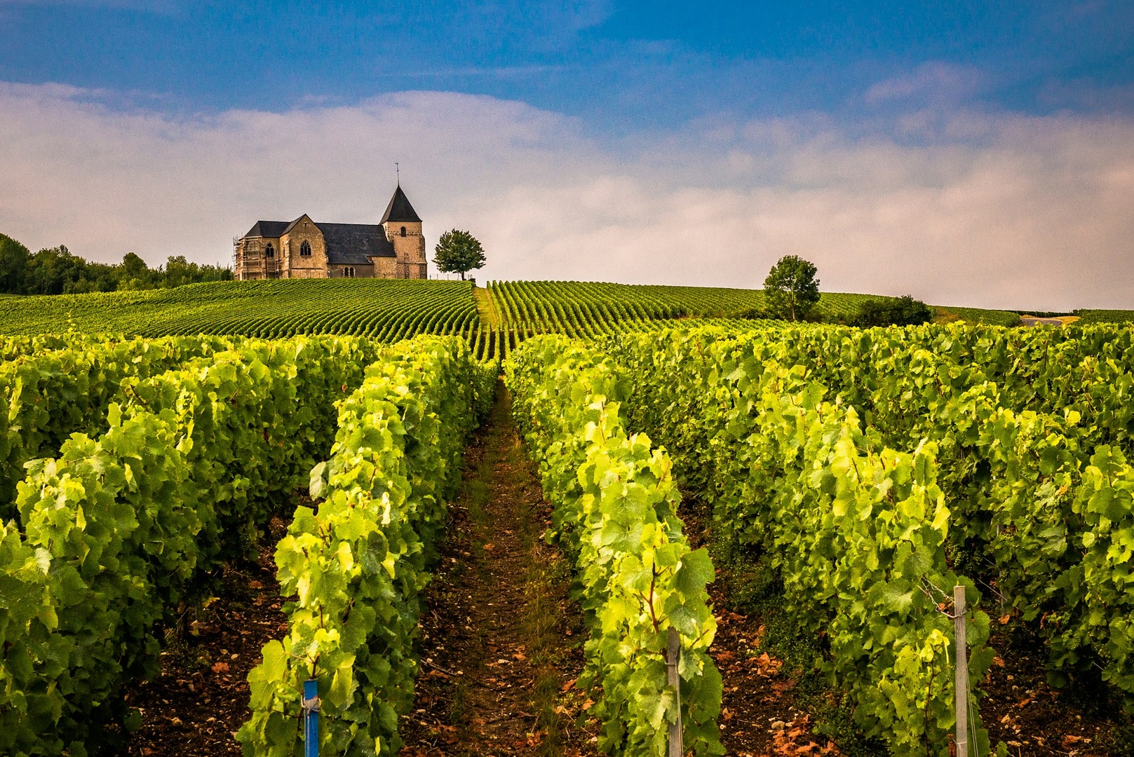Vines in the Champagne region