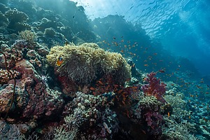 Coral reefs in the ocean. 