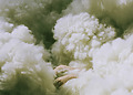 A figure hidden among "clouds" of wool.
