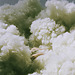 A figure hidden among "clouds" of wool.