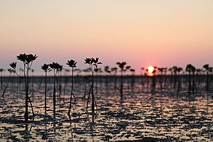 Mangrove saplings stand on a tidal flat at dusk.