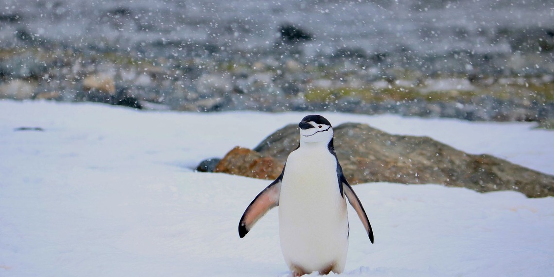 A chinstrap penguin stands on snow with its flippers spread.