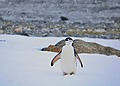 A chinstrap penguin stands on snow with its flippers spread.