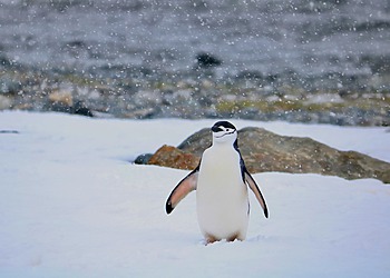 A chinstrap penguin stands on snow with its flippers spread.