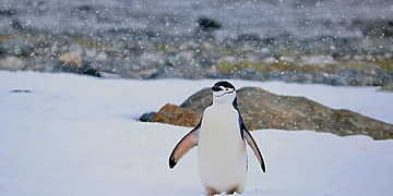 A chinstrap penguin stands on snow with its flippers spread.