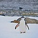 A chinstrap penguin stands on snow with its flippers spread.