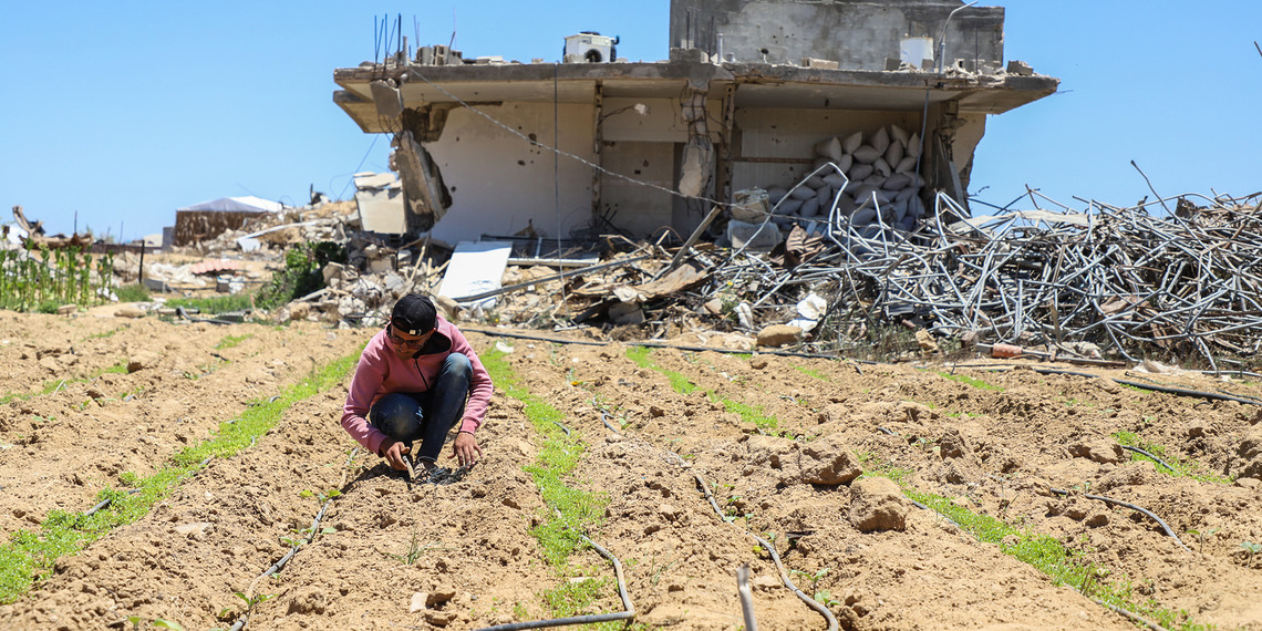 Farmer crouches between rows of crops in a field with a damaged building and debris in the background