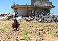 Farmer crouches between rows of crops in a field with a damaged building and debris in the background